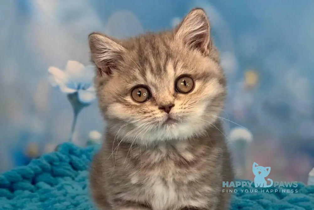 Marta British Shorthair female blue spotted tabby live animals