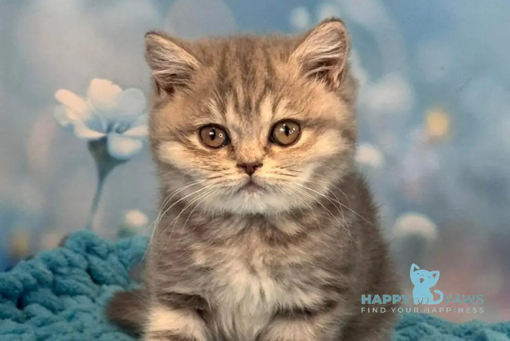 Marta British Shorthair female blue spotted tabby live animals