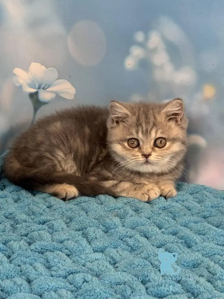 Marta British Shorthair female blue spotted tabby live animals