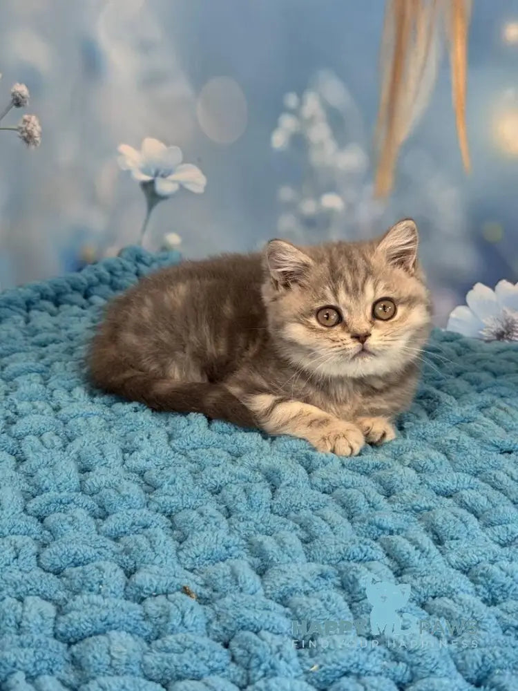 Marta British Shorthair female blue spotted tabby live animals