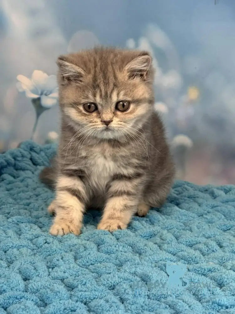 Marta British Shorthair female blue spotted tabby live animals
