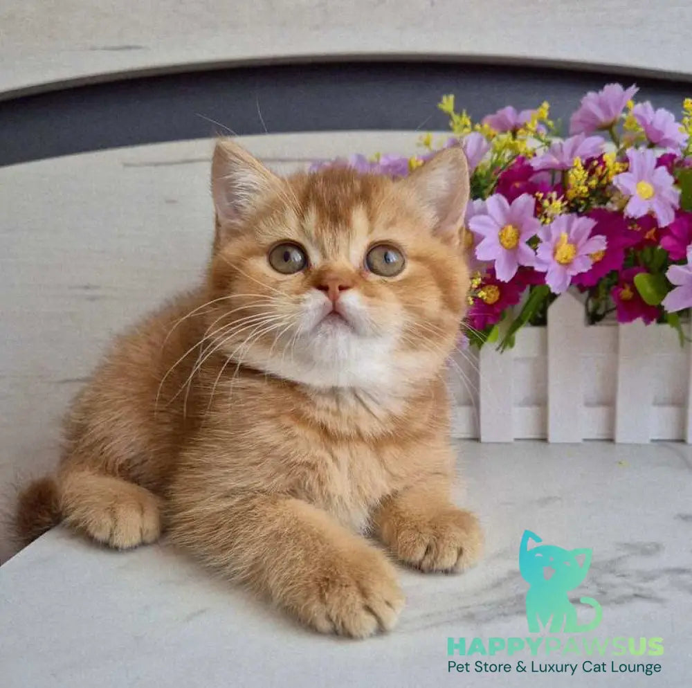 Marta British Shorthair female chocolate golden shaded - live animals