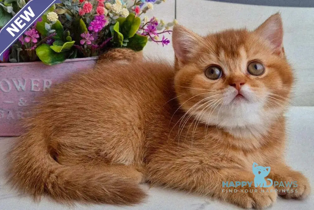 Marta British Shorthair female chocolate golden shaded - live animals