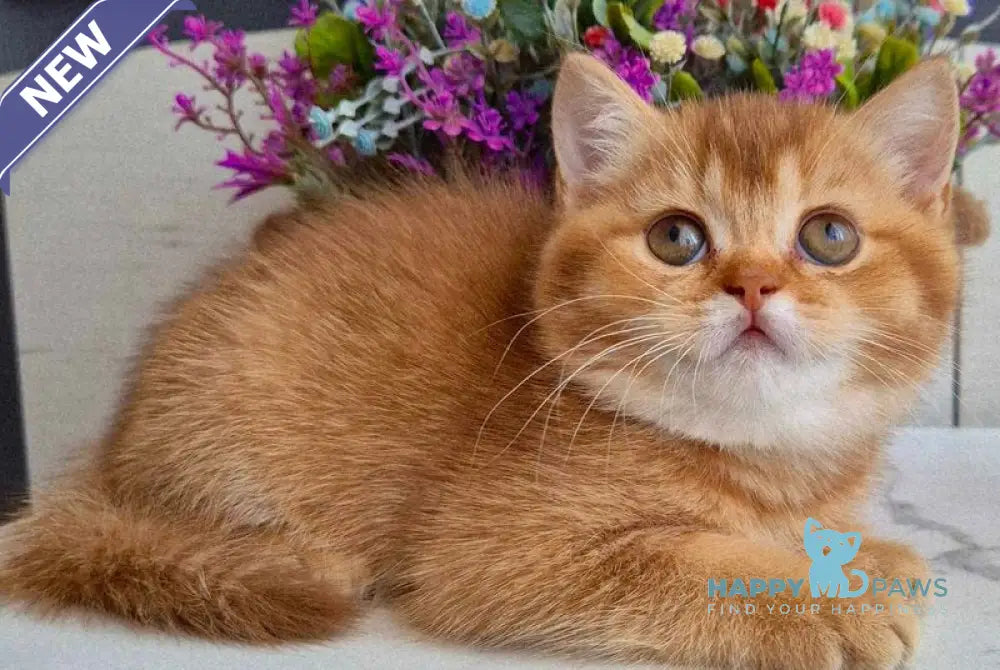 Marta British Shorthair female chocolate golden shaded - live animals