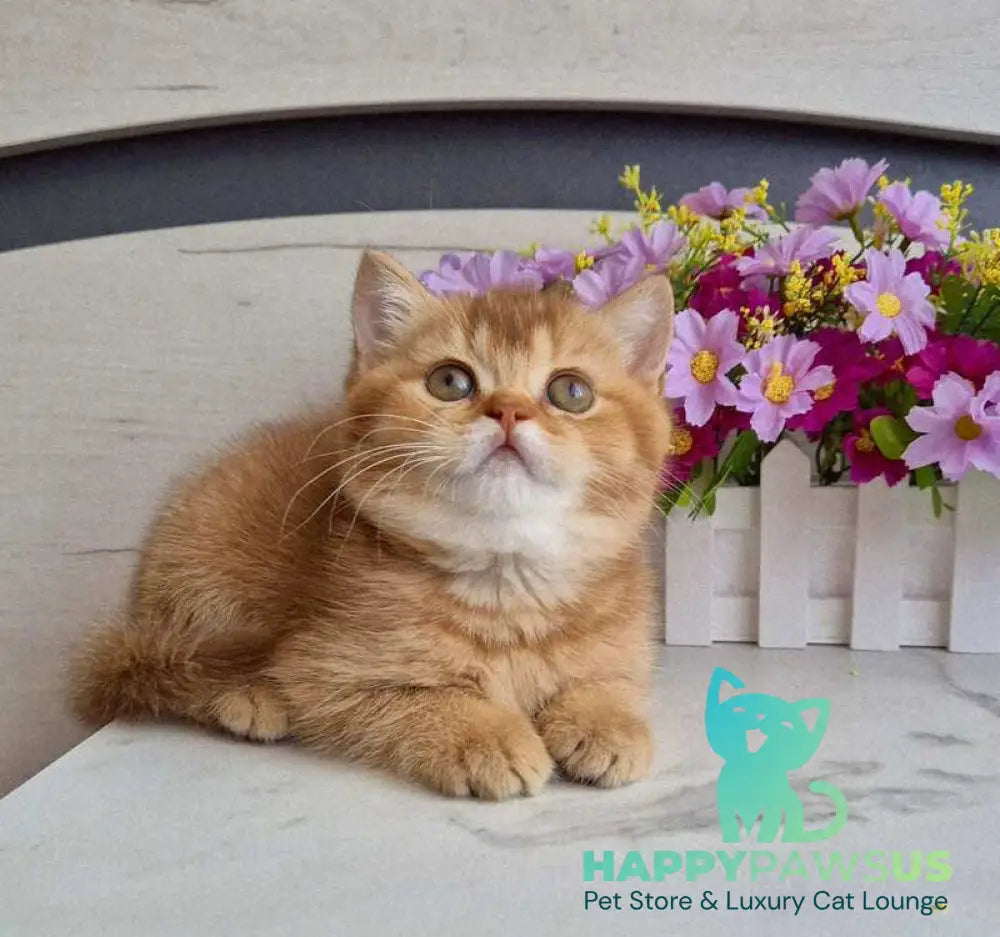 Marta British Shorthair female chocolate golden shaded - live animals