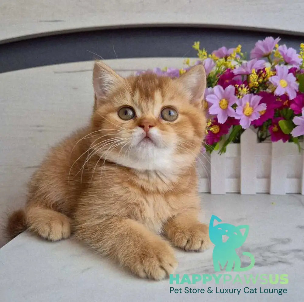 Marta British Shorthair female chocolate golden shaded - live animals