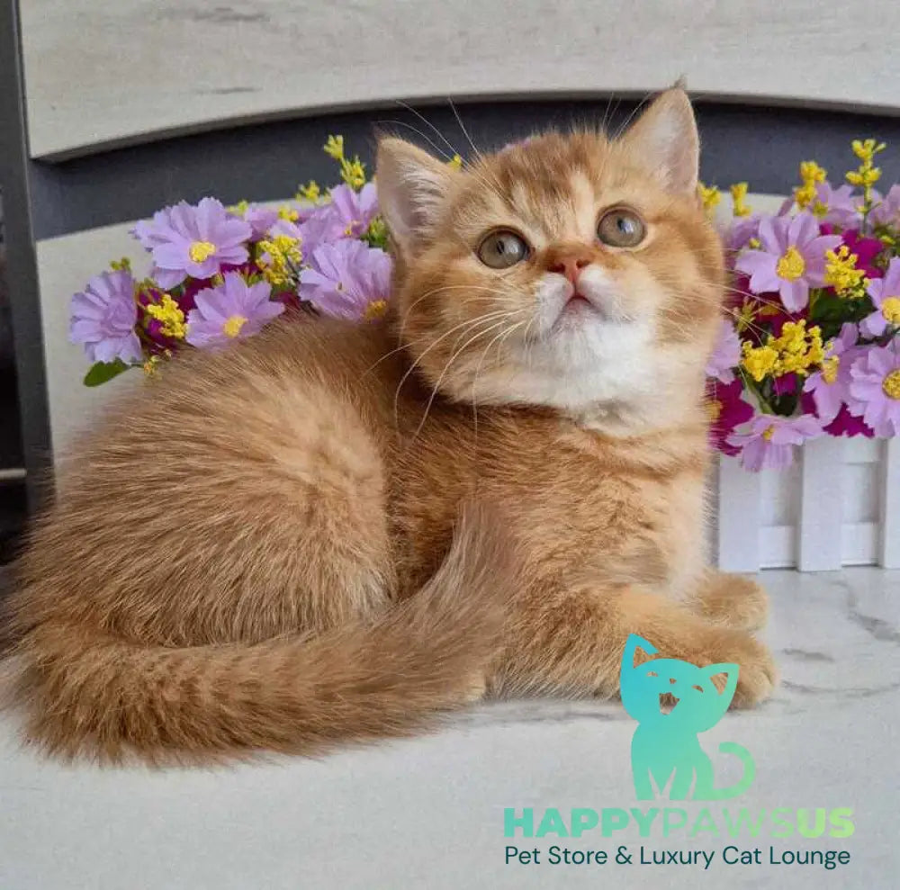 Marta British Shorthair female chocolate golden shaded - live animals