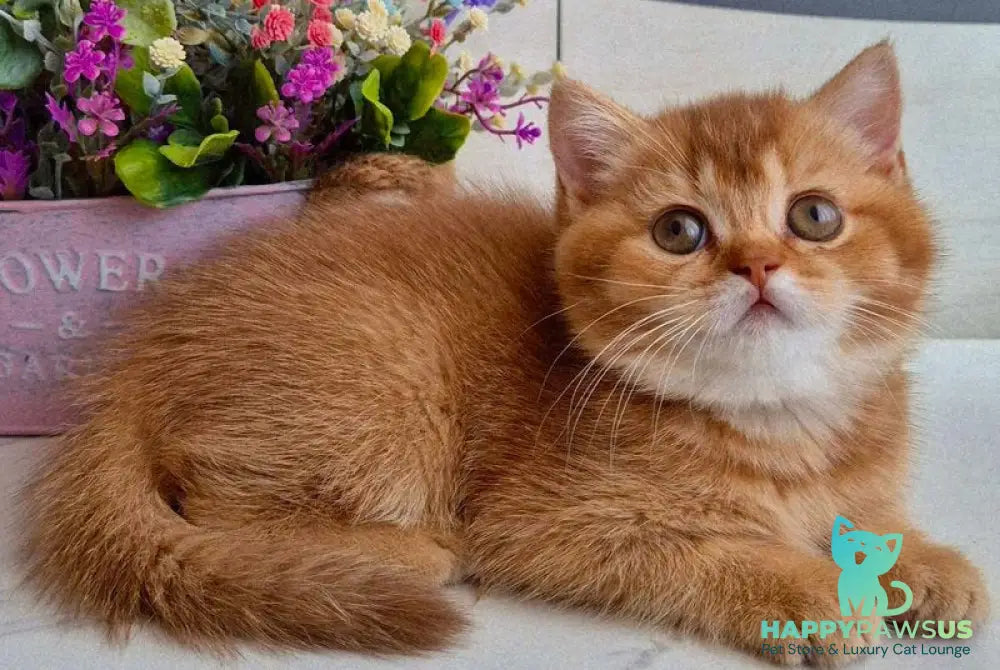 Marta British Shorthair female chocolate golden shaded - live animals