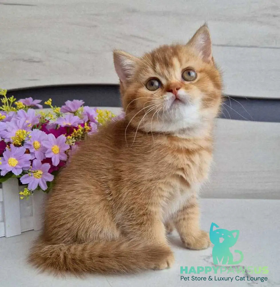 Marta British Shorthair female chocolate golden shaded - live animals