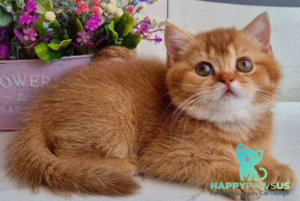 Marta British Shorthair female chocolate golden shaded - live animals
