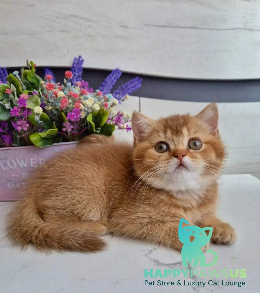 Marta British Shorthair female chocolate golden shaded - live animals
