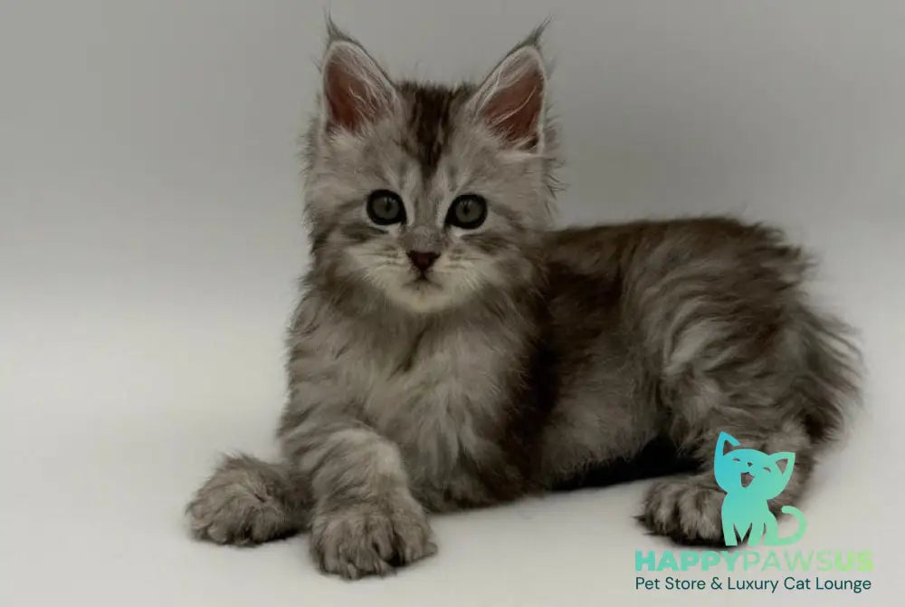 Marta Maine Coon polydactyl female black silver spotted tabby - live animals