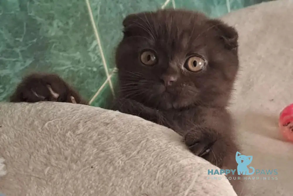 Marta Scottish Fold female chocolate live animals