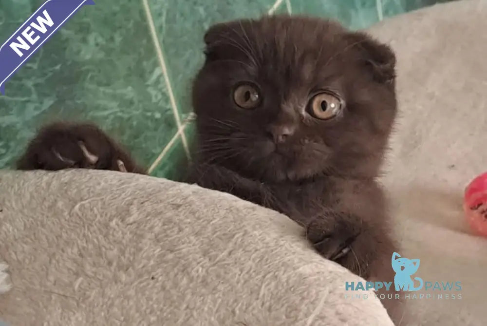 Marta Scottish Fold female chocolate live animals