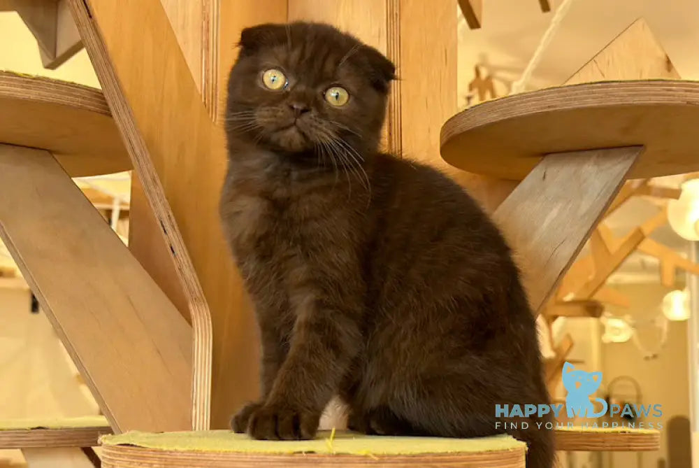 Marta Scottish Fold female chocolate live animals