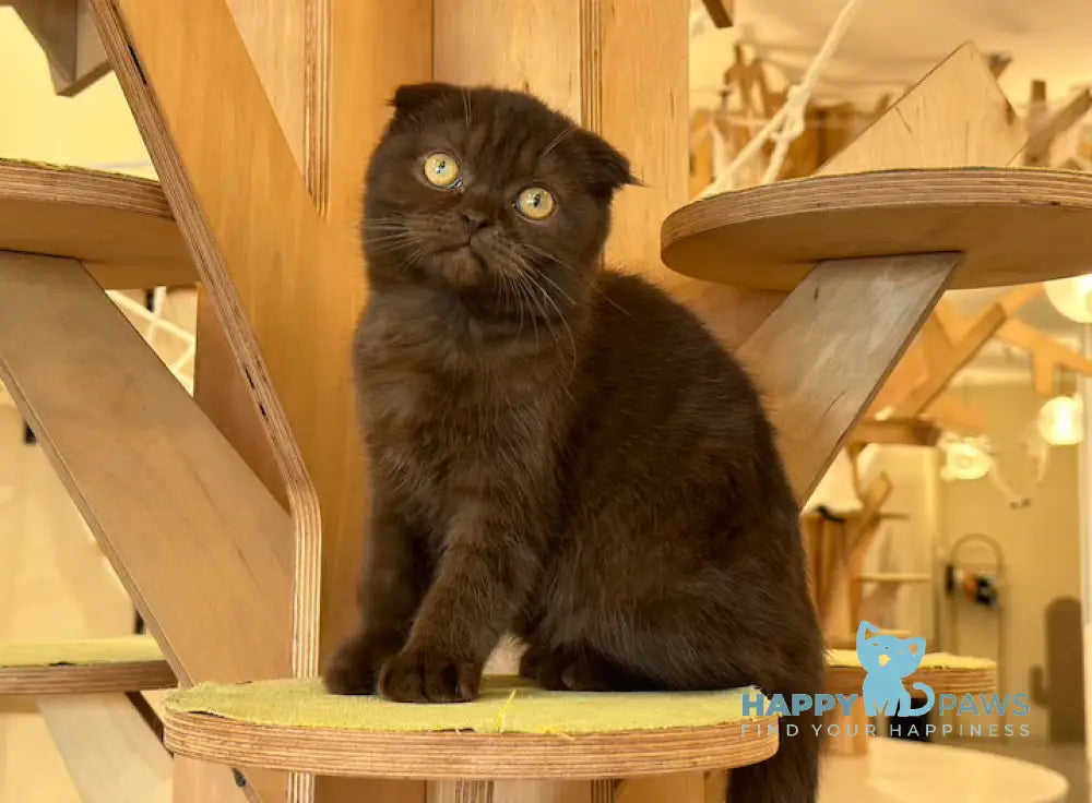 Marta Scottish Fold female chocolate live animals