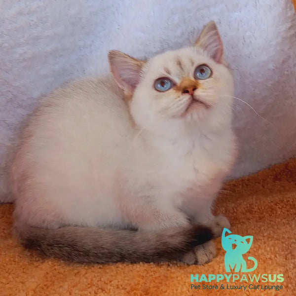 Marta Scottish Straight female black golden shaded pointed - live animals