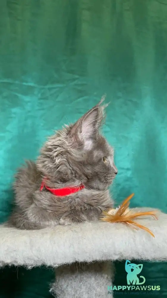 Martha Maine Coon female blue - live animals