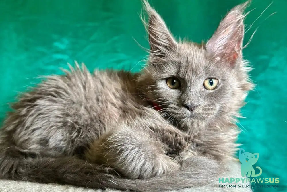 Martha Maine Coon female blue - live animals