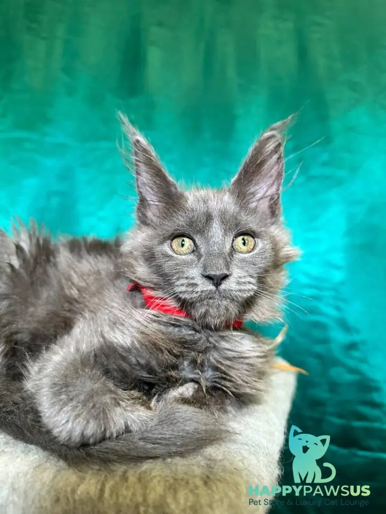 Martha Maine Coon female blue - live animals