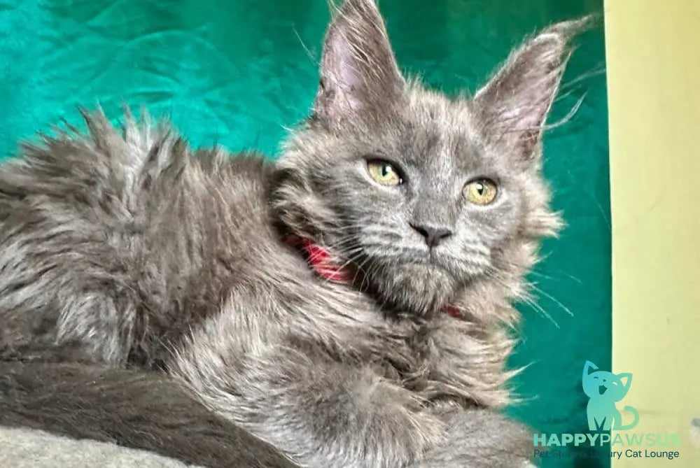 Martha Maine Coon female blue - live animals