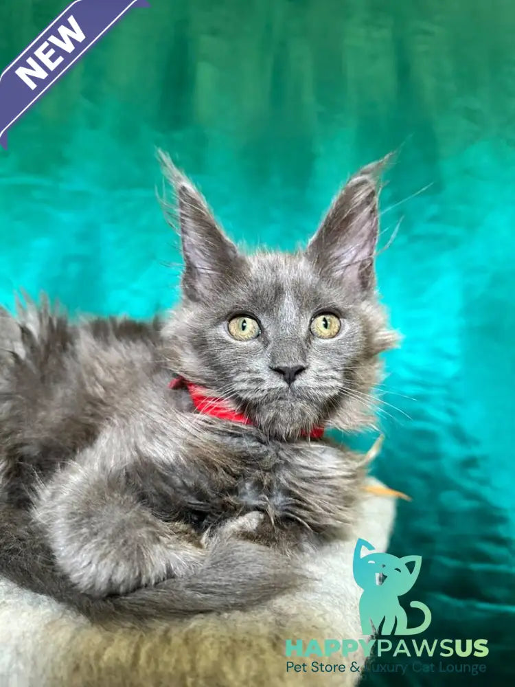 Martha Maine Coon female blue - live animals