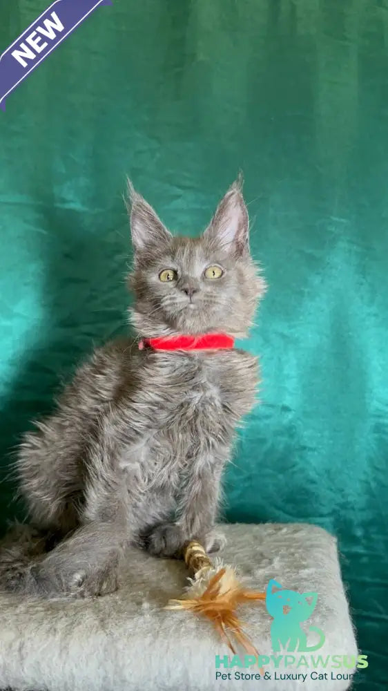 Martha Maine Coon female blue - live animals