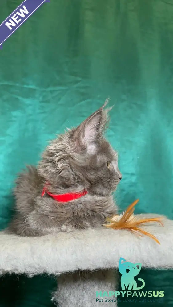 Martha Maine Coon female blue - live animals