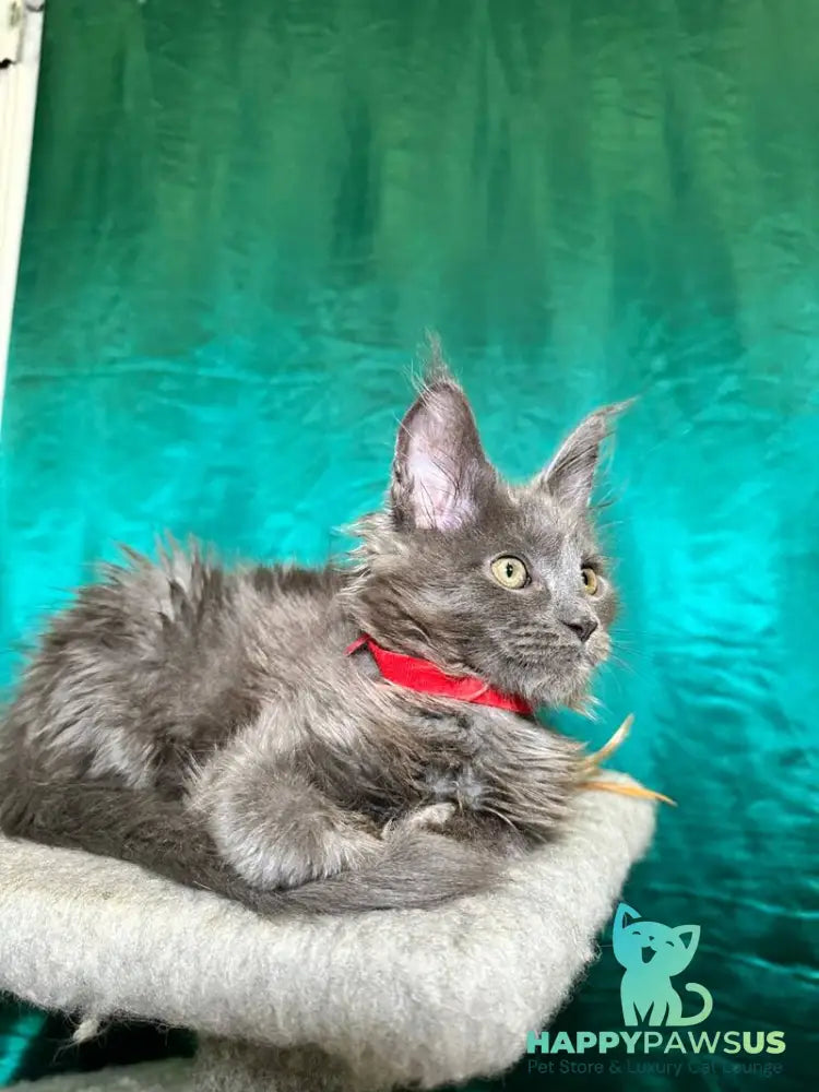 Martha Maine Coon female blue - live animals