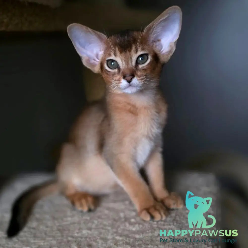 Martin Abyssinian male ruddy - live animals