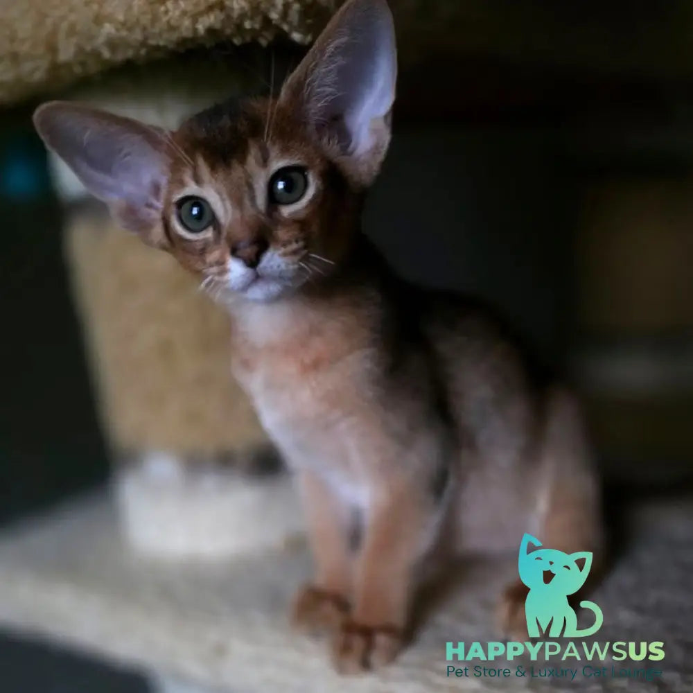 Martin Abyssinian male ruddy - live animals