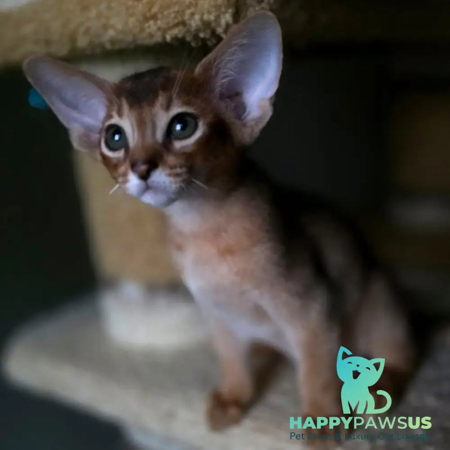 Martin Abyssinian male ruddy - live animals