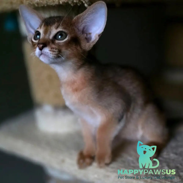 Martin Abyssinian male ruddy - live animals
