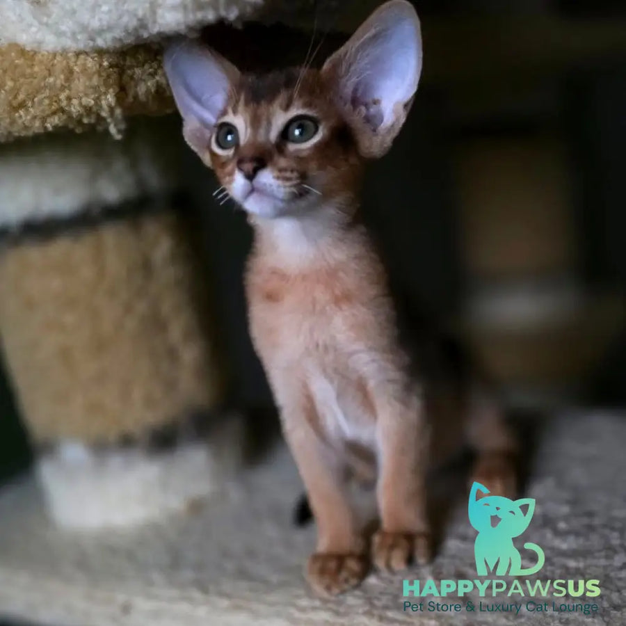 Martin Abyssinian male ruddy - live animals