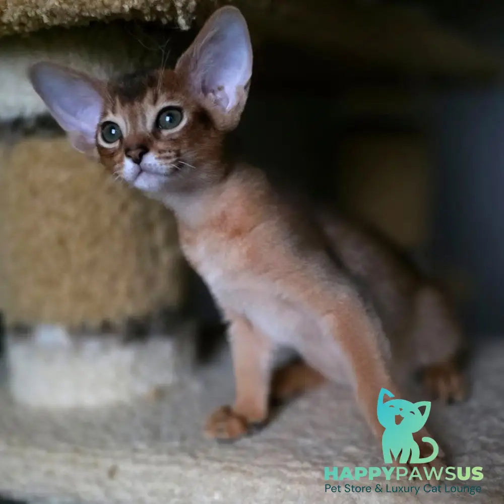 Martin Abyssinian male ruddy - live animals