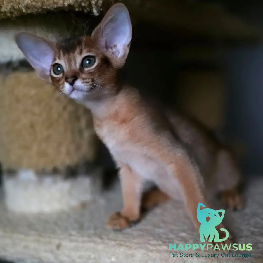 Martin Abyssinian male ruddy - live animals