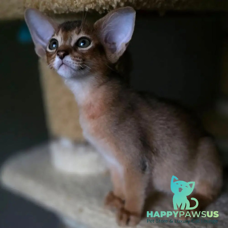Martin Abyssinian male ruddy - live animals