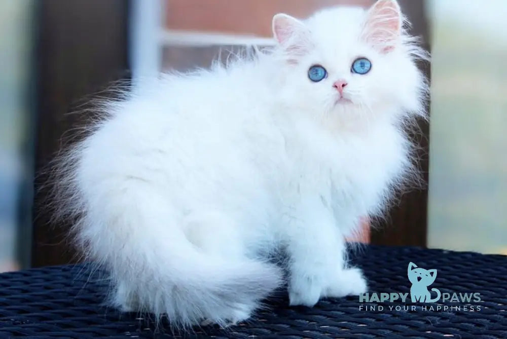 Martin British Longhair male black silver chinchilla pointed live animals