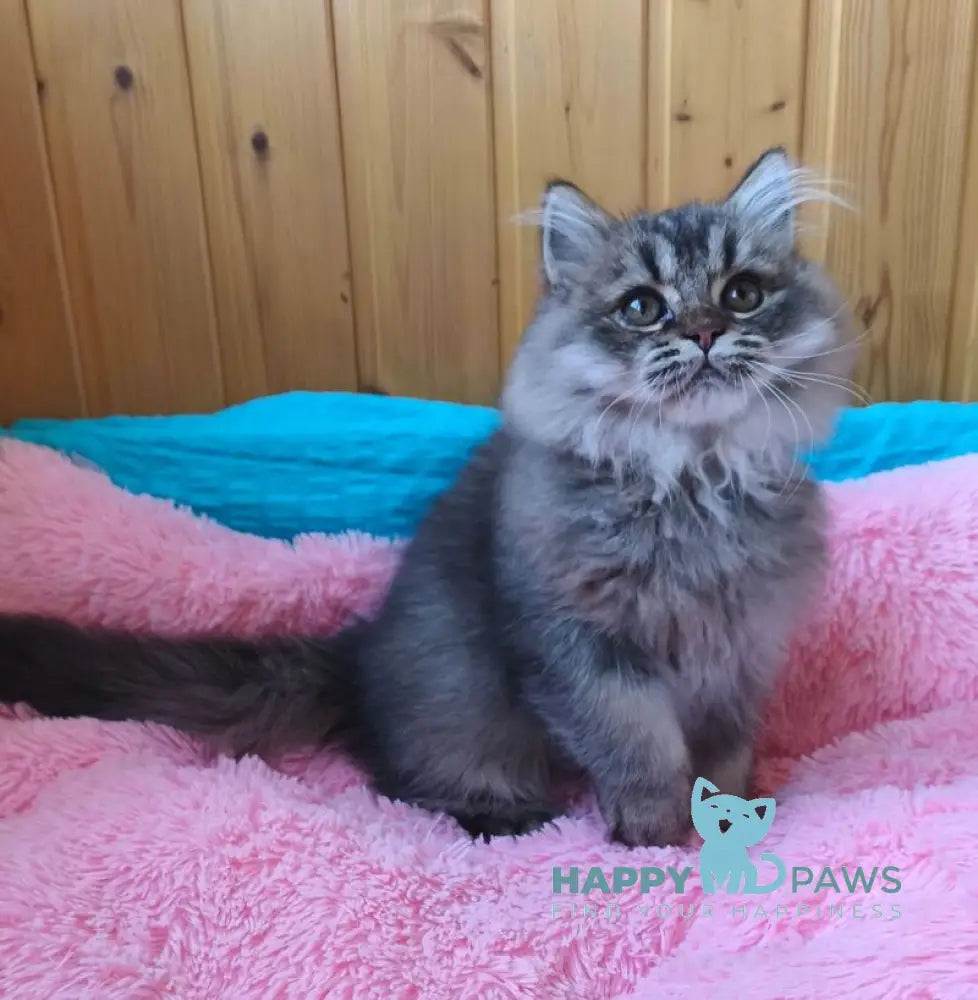 Мartin British Longhair male black ticked tabby live animals