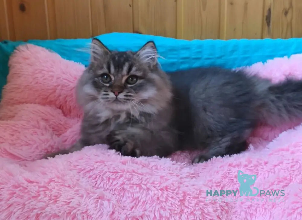 Мartin British Longhair male black ticked tabby live animals