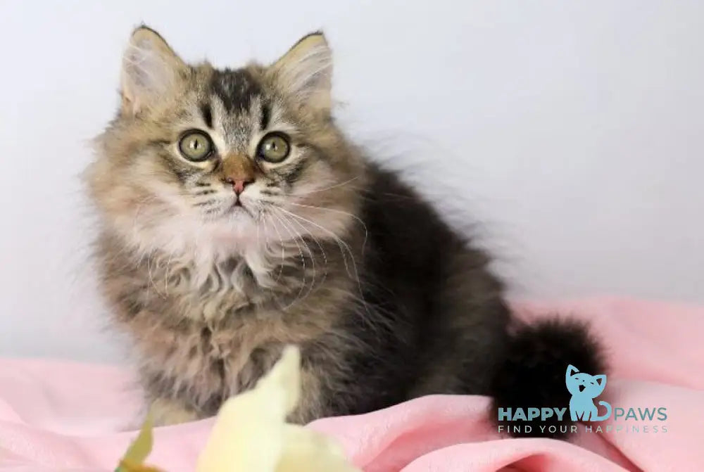 Мartin British Longhair male black ticked tabby live animals