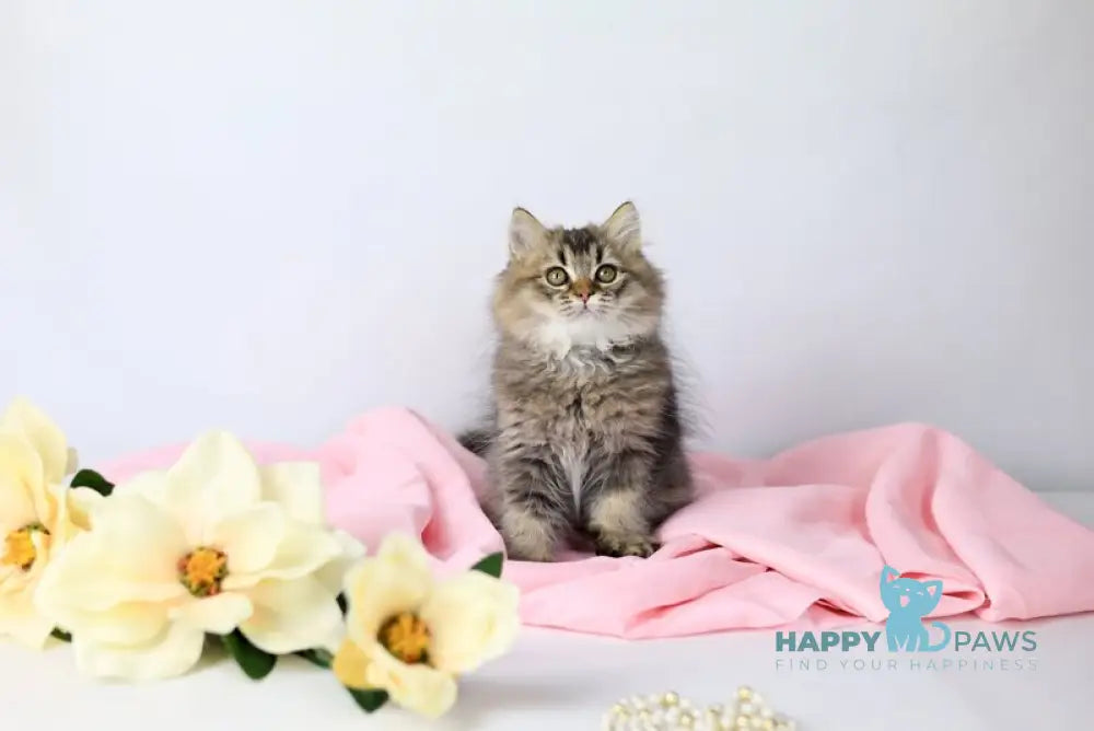 Мartin British Longhair male black ticked tabby live animals