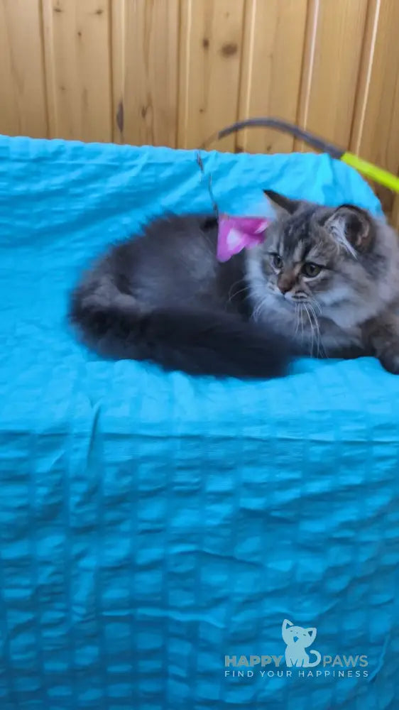 Мartin British Longhair male black ticked tabby live animals