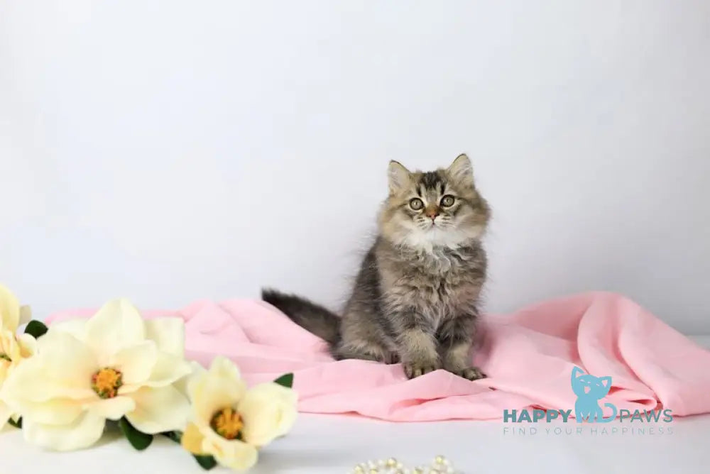 Мartin British Longhair male black ticked tabby live animals