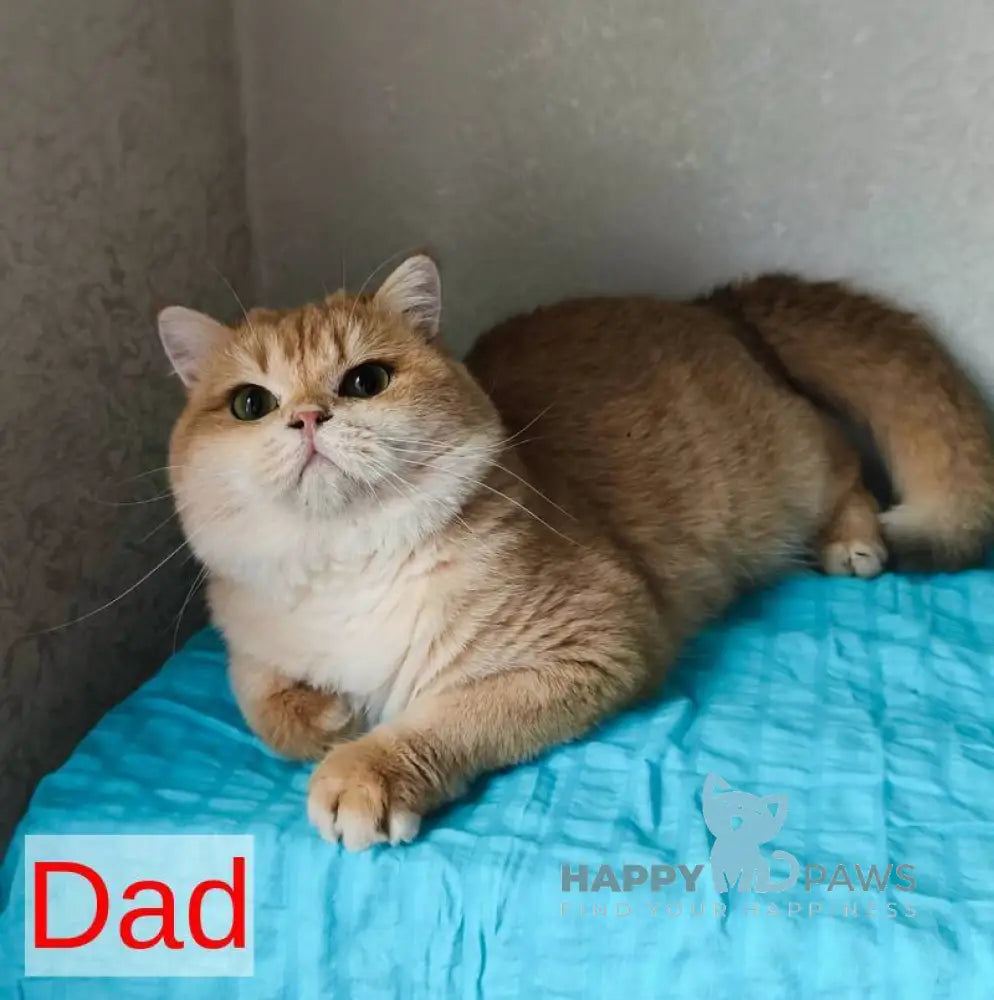 Мartin British Longhair male black ticked tabby live animals