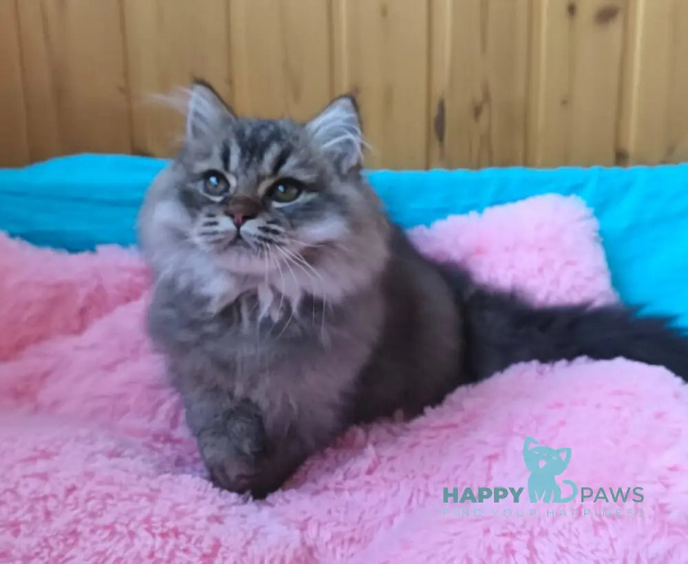 Мartin British Longhair male black ticked tabby live animals