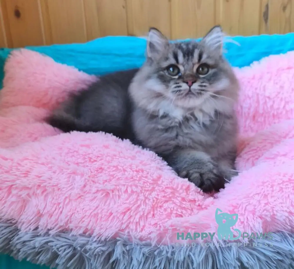 Мartin British Longhair male black ticked tabby live animals