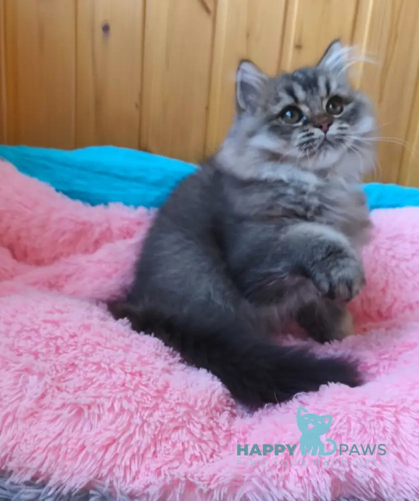 Мartin British Longhair male black ticked tabby live animals