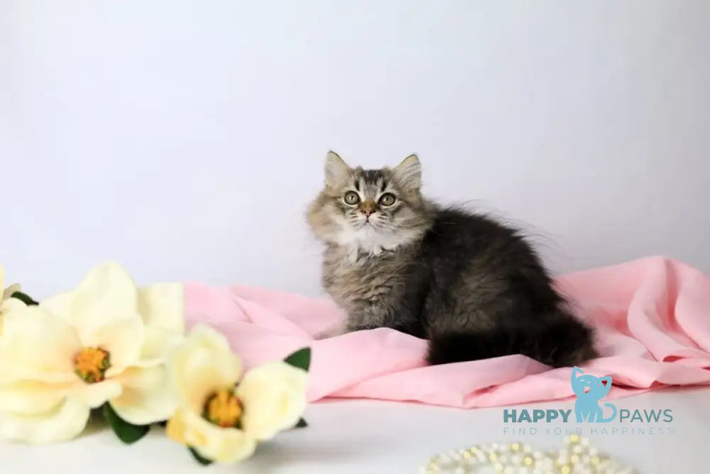 Мartin British Longhair male black ticked tabby live animals