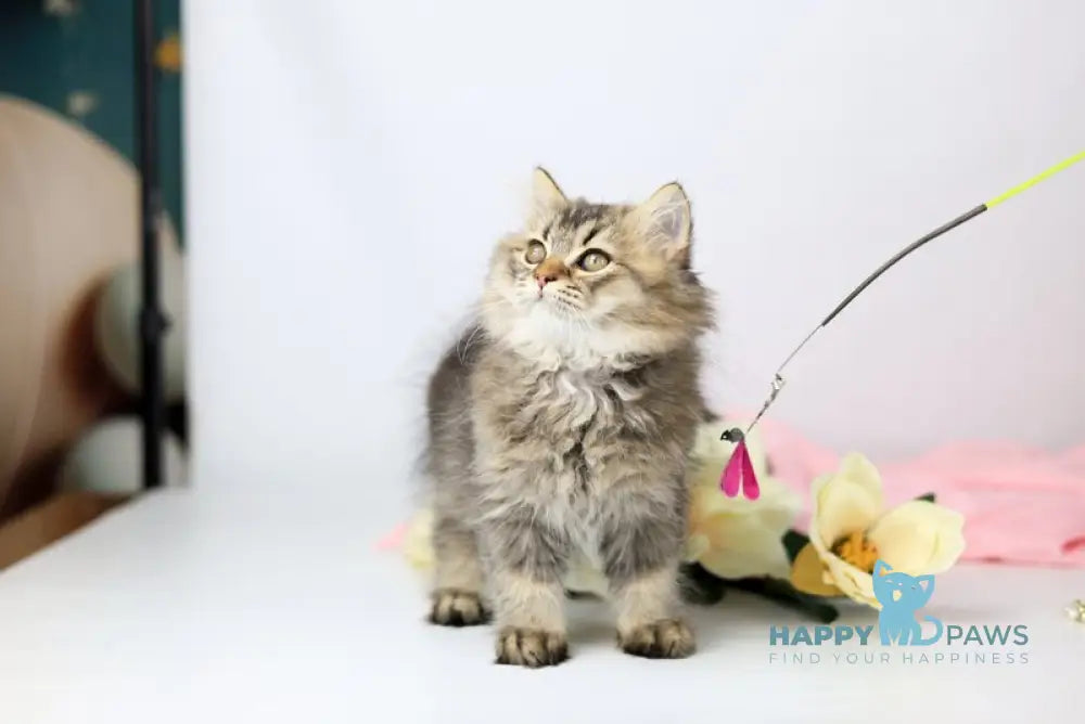 Мartin British Longhair male black ticked tabby live animals